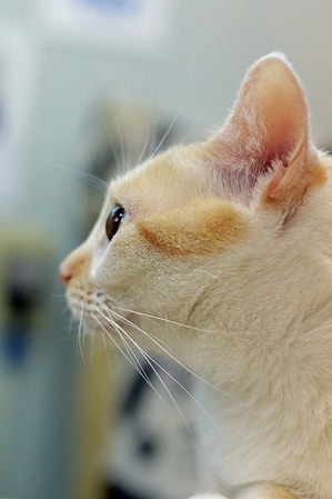 nekomanma_7839_edited-1