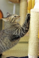 nekomanma_8098_edited-1