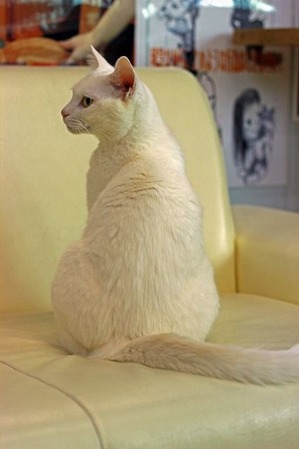 nekomanma_9792_edited-1