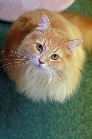 nekomanma_7452_edited-1