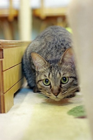 nekomanma_3539_edited-1