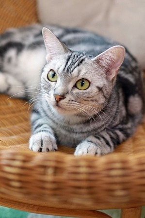 nekomanma_3777_edited-1