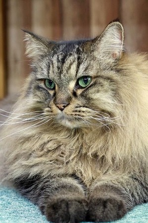 nekomanma_8570_edited-1