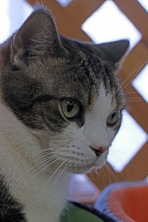 nekomanma_3279_edited-1