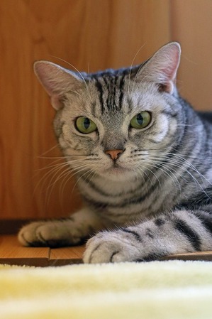 nekomanma_4484_edited-1