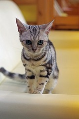 nekomanma_2038_edited-1