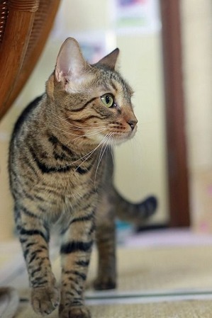 nekomanma_8107_edited-1
