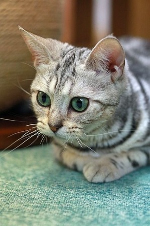 nekomanma_7324_edited-1