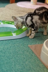 nekomanma_2769_edited-1