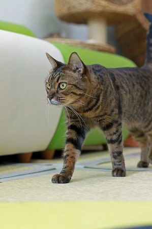 nekomanma_0295_edited-1