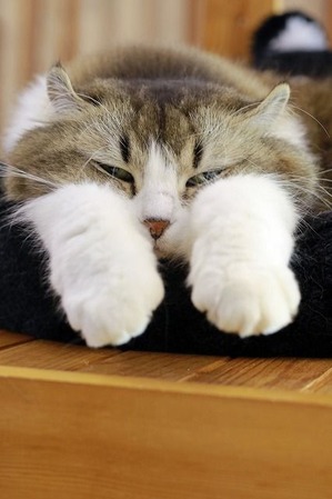 nekomanma_4731_edited-1