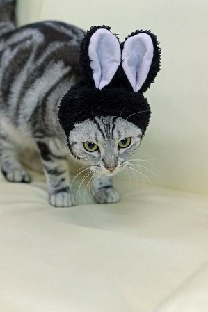 nekomanma_0187_edited-1