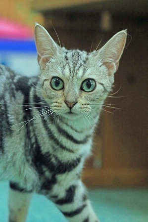nekomanma_2089_edited-1