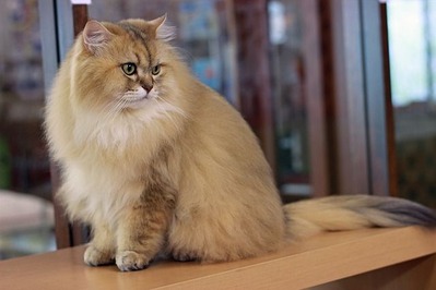 nekomanma_7559_edited-1