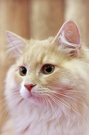 nekomanma_5478_edited-1