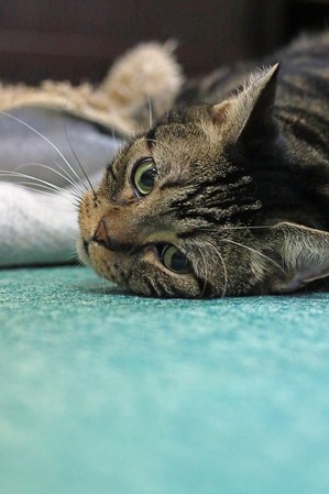 nekomanma_8445_edited-1