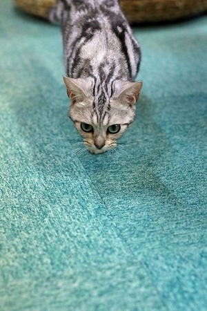 nekomanma_7183_edited-1