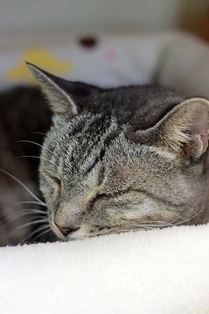 nekomanma_2899_edited-1
