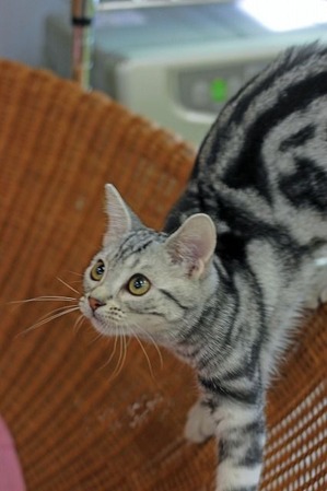 nekomanma_8626_edited-1