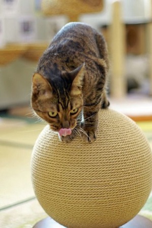 nekomanma_1993_edited-1