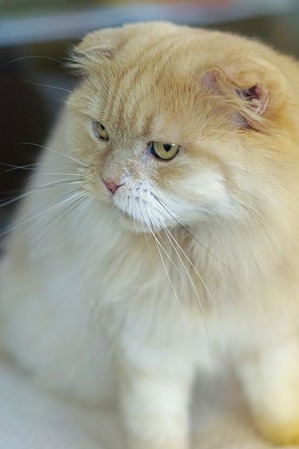 nekomanma_1539_edited-1