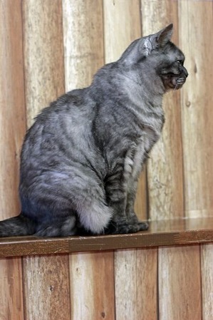 nekomanma_6546_edited-1