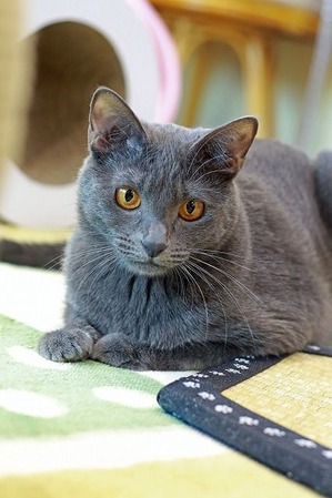 nekomanma_8159_edited-1