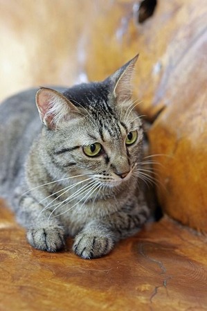 nekomanma_3573_edited-1