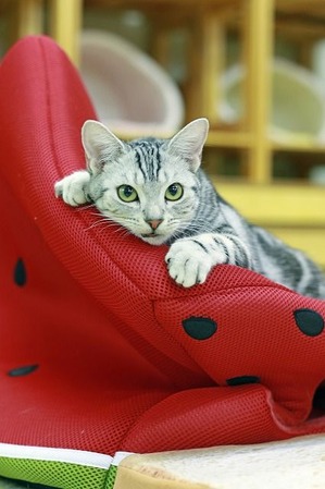 nekomanma_6636_edited-1