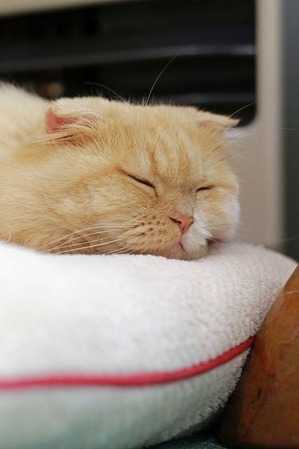 nekomanma_6185_edited-1