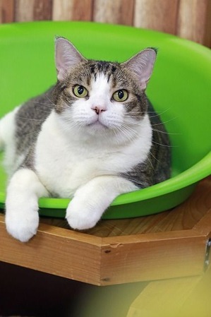 nekomanma_2401_edited-1
