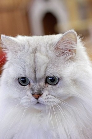 nekomanma_2991_edited-1