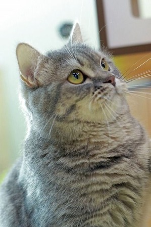 nekomanma_0765_edited-1