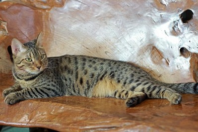 nekomanma_9988_edited-1