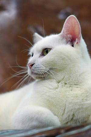 nekomanma_9631_edited-1