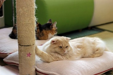 nekomanma_8618_edited-1