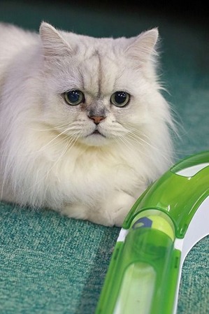 nekomanma_2895_edited-1