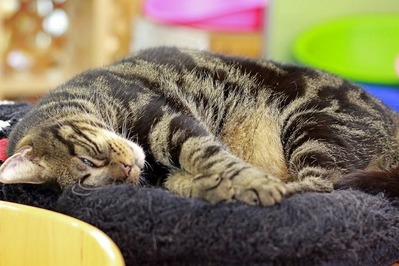 nekomanma_6984_edited-1