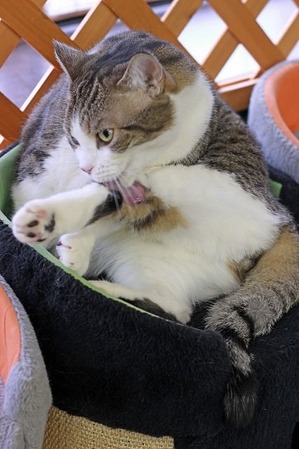 nekomanma_5529_edited-1