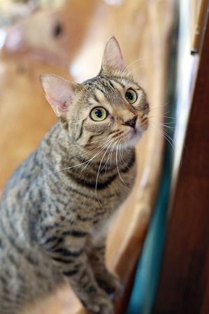 nekomanma_7013_edited-1