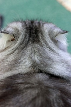 nekomanma_2124_edited-1