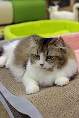 nekomanma_3115_edited-1