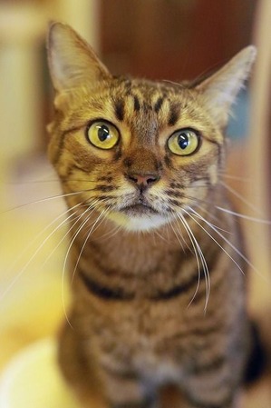 nekomanma_6448_edited-1