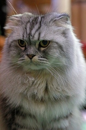 nekomanma_8530_edited-1