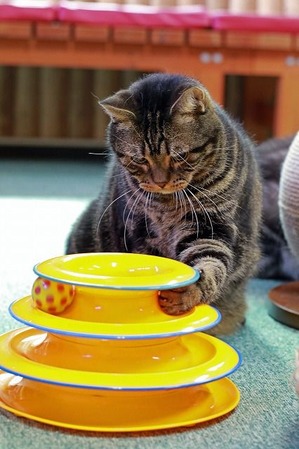 nekomanma_8146_edited-1