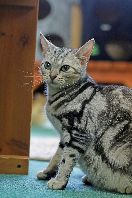nekomanma_1287_edited-1