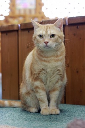 nekomanma_7917_edited-1