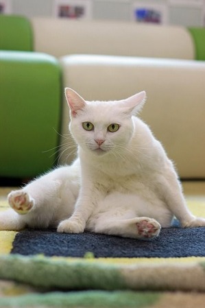 nekomanma_5436_edited-1