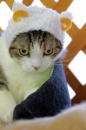 nekomanma_3589_edited-1