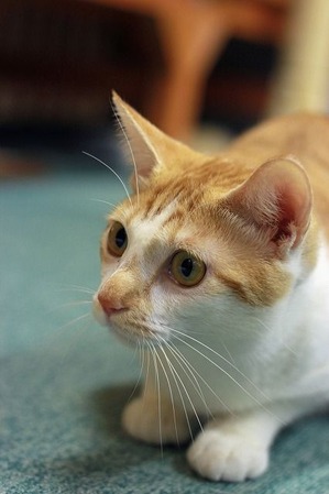 nekomanma_4877_edited-1